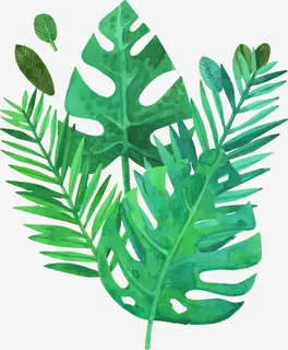 大叶植物装饰图案  免抠 大叶植物装饰图案  免抠