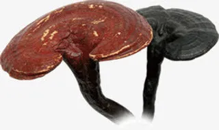 水墨画香菇免抠