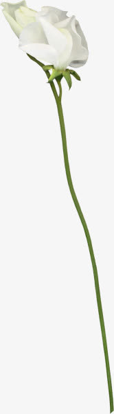 白色绽放小花免抠