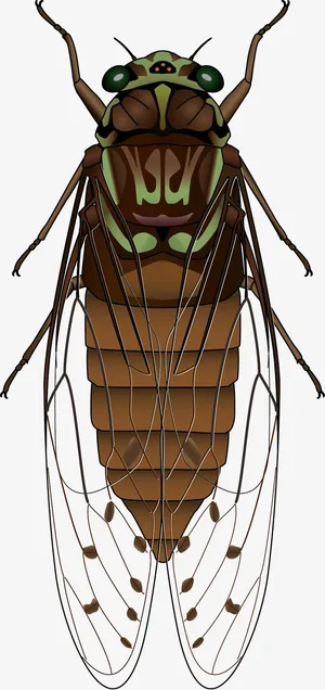 昆虫蝉PNG图片素材免抠