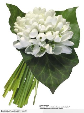 雪莲花美丽开放清新免抠