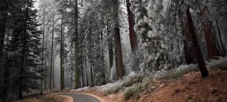 雪树深山海报素材高清