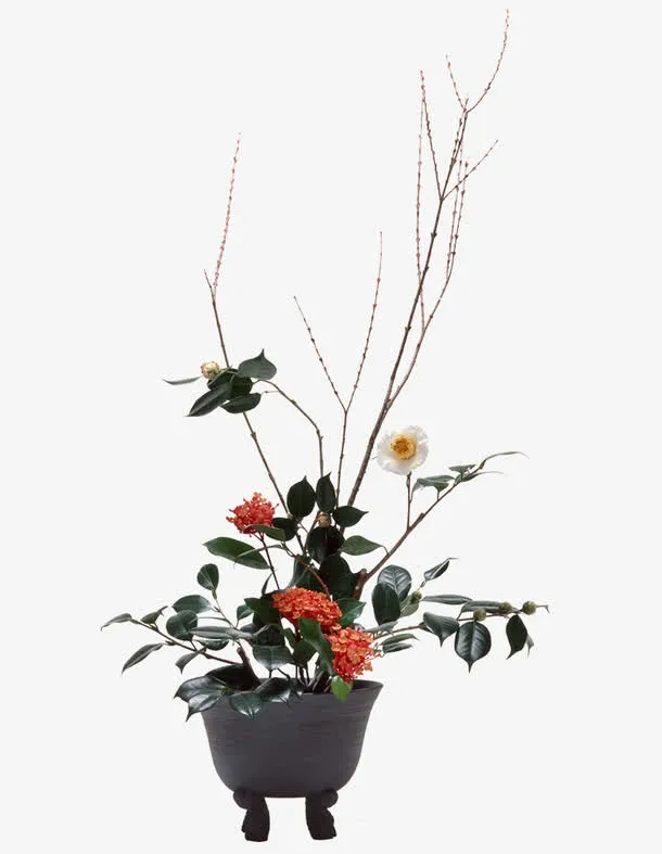 花卉实物免抠素材免抠