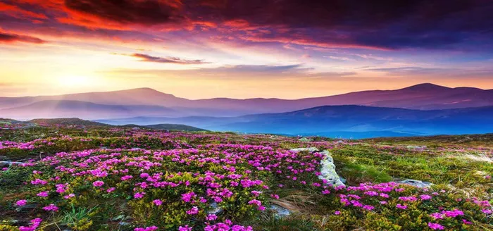 花海背景图高清