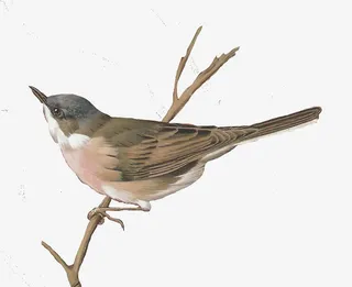 高清手绘水彩中国风工笔画麻雀免抠