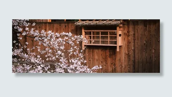 日式建筑樱花免抠