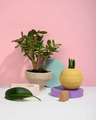 植物风格背景高清