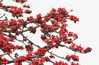 木棉树开花免抠