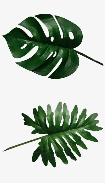 植物小清新树叶单片叶子免抠