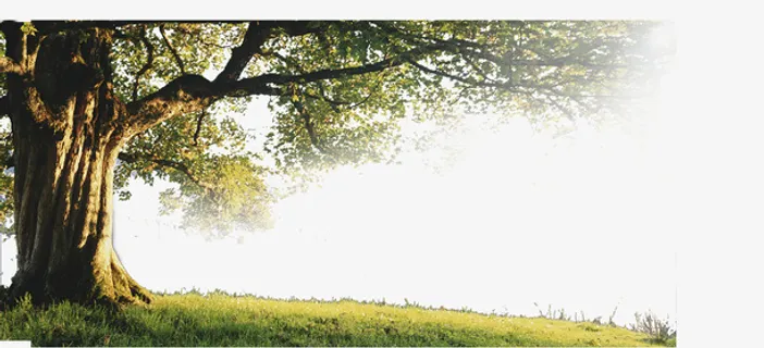 阳光下的参天大树免抠