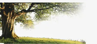 阳光下的参天大树免抠