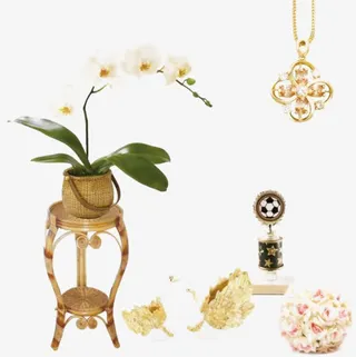 优雅的白色蝴蝶兰免抠