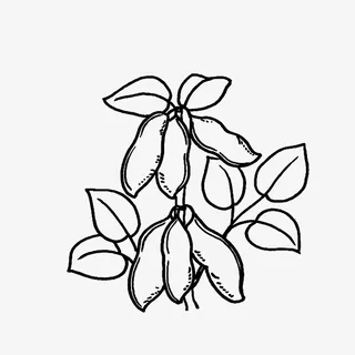 大豆未成熟时的线稿图免抠