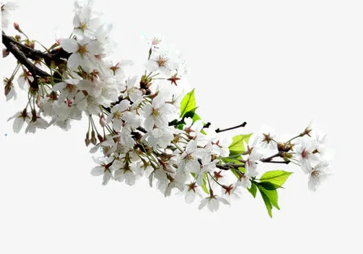 树枝上的白梨花免抠