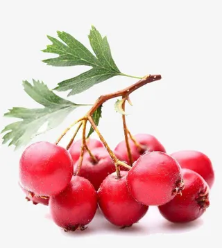 实拍果园红山楂果免抠