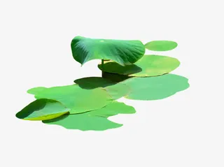 中国风-荷叶免抠