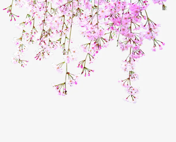 春天花卉免抠