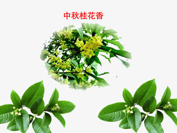 飘香数理免抠