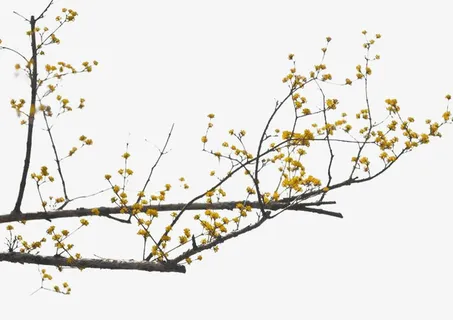 长条树枝手绘装饰图免抠