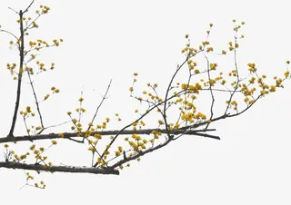 长条树枝手绘装饰图免抠