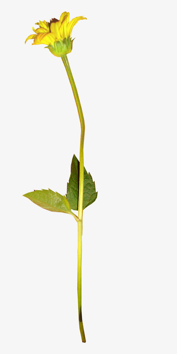 花枝免抠