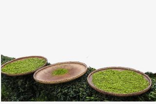 采茶叶晾茶叶免抠