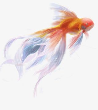 心愿锦鲤素材免抠
