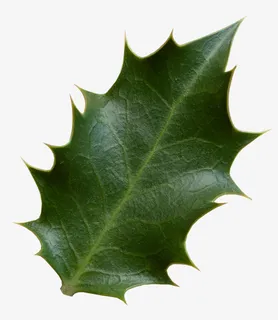 圣诞装饰品绿叶免抠