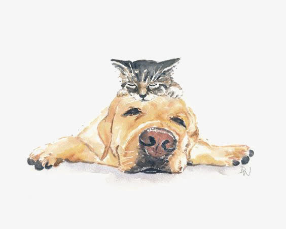 金毛犬免抠