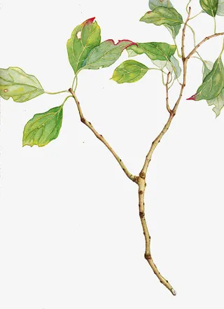 手绘树枝素材免抠