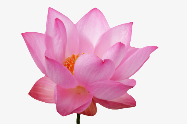 红色纯洁的水华水芙蓉实物免抠