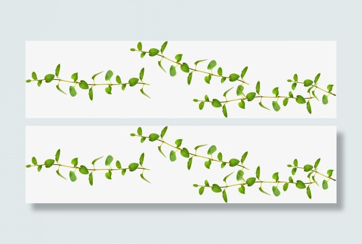 绿色春天树枝创意免抠