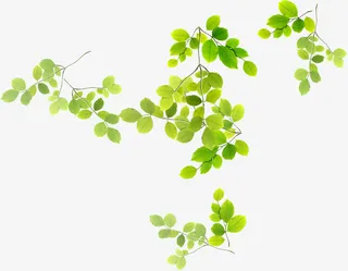 春天阳光下的树叶装饰免抠