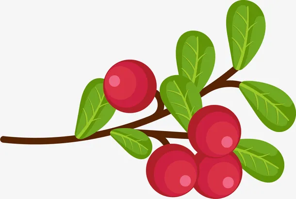 树枝矢量卡通蔓越莓免抠