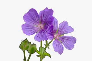 天竺葵植株免抠