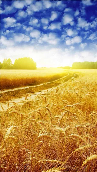 麦田H5素材背景高清