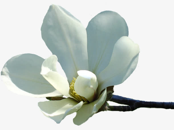 花卉免抠