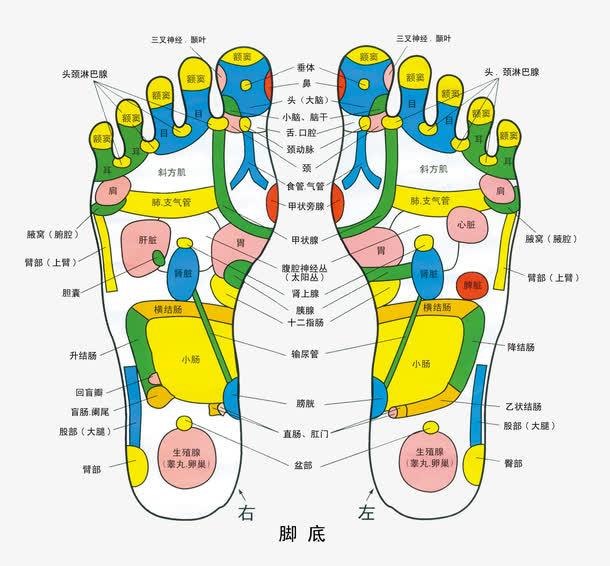 人体足底色彩穴位图免抠