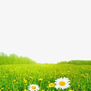 草地上的小花免抠