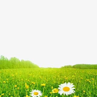 草地上的小花免抠