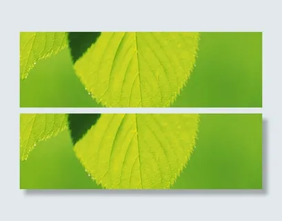 树叶背景 树叶背景