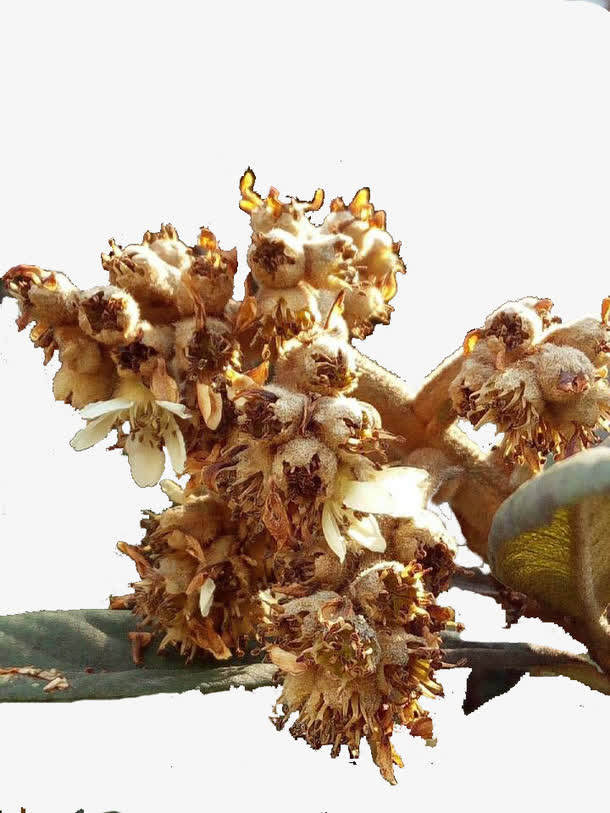 17春天枇杷花免抠