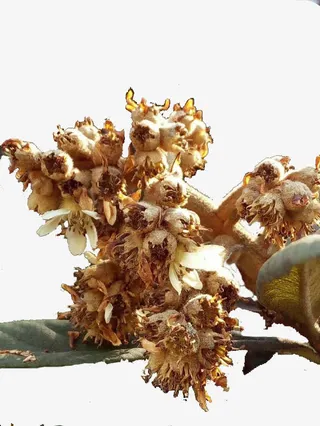 17春天枇杷花免抠