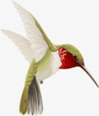 可爱手绘淡雅素描小鸟免抠装饰动物元素