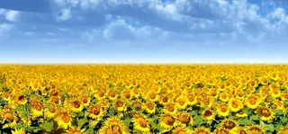 向日葵阳光美好幸福淘宝背景图高清