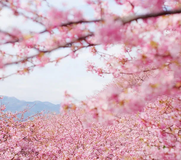 粉色樱花花海树林免抠