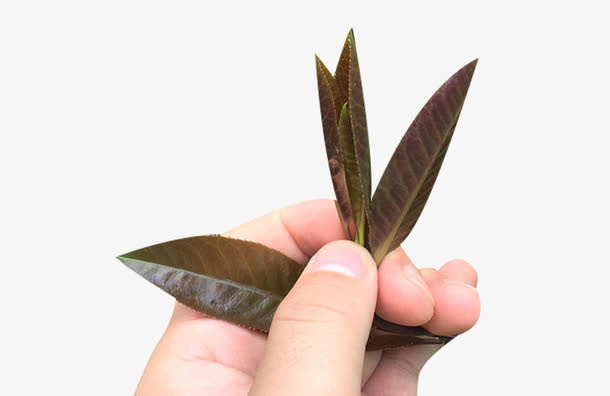手拿大叶苦丁茶素材免抠