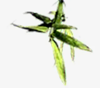 光点，漂浮元素，png素材，点缀叶子免抠