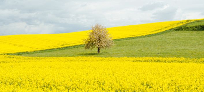 唯美油菜花田风景高清