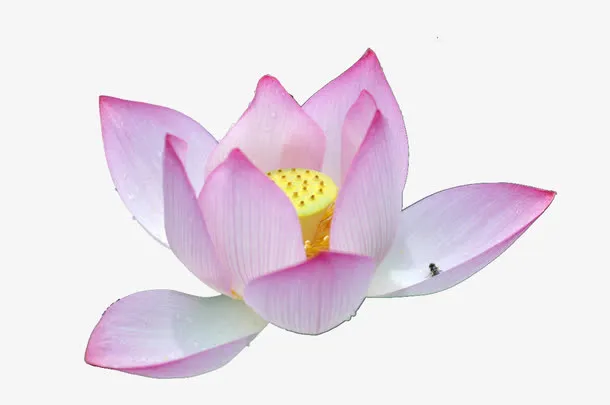 绽放的荷花免抠